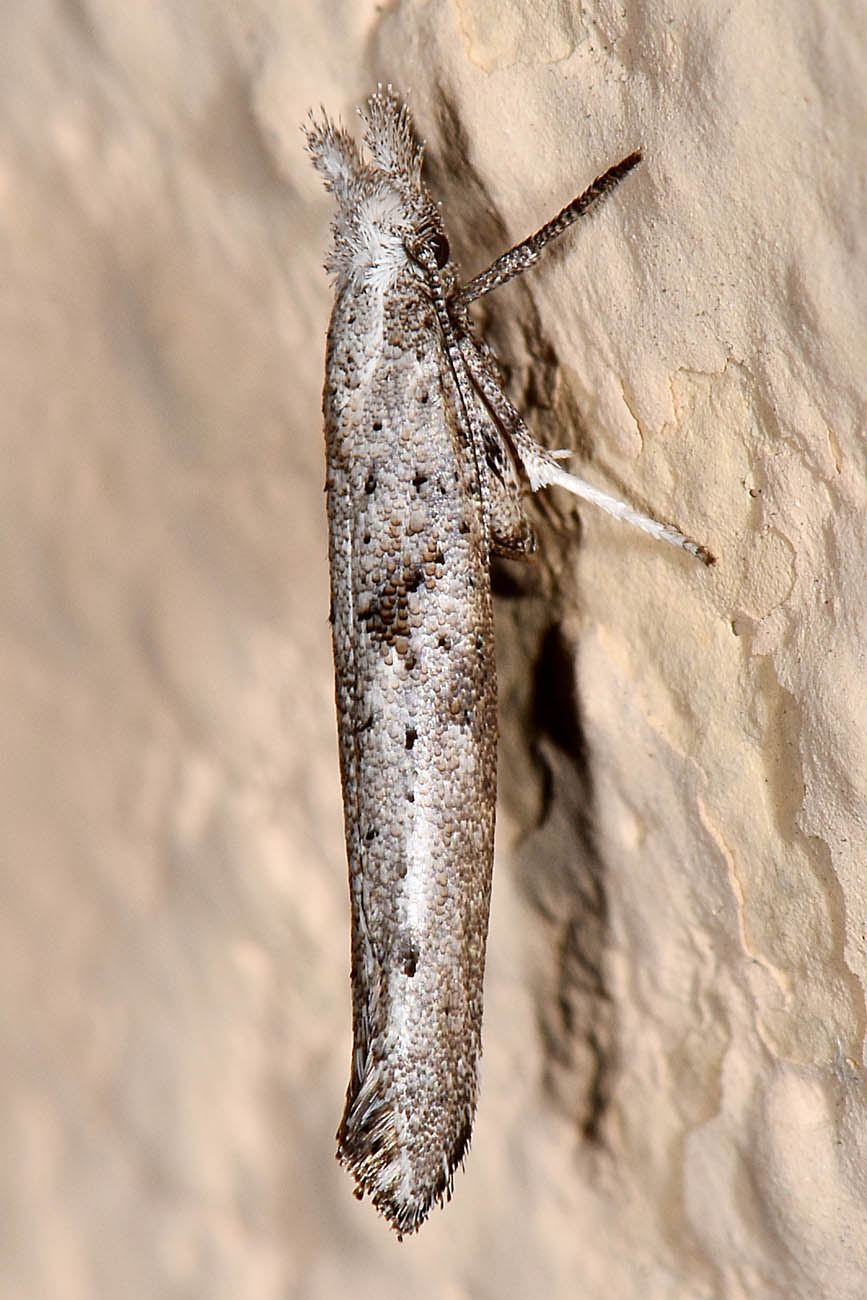 Yponomeutidae: Paradoxus osyridellus? S